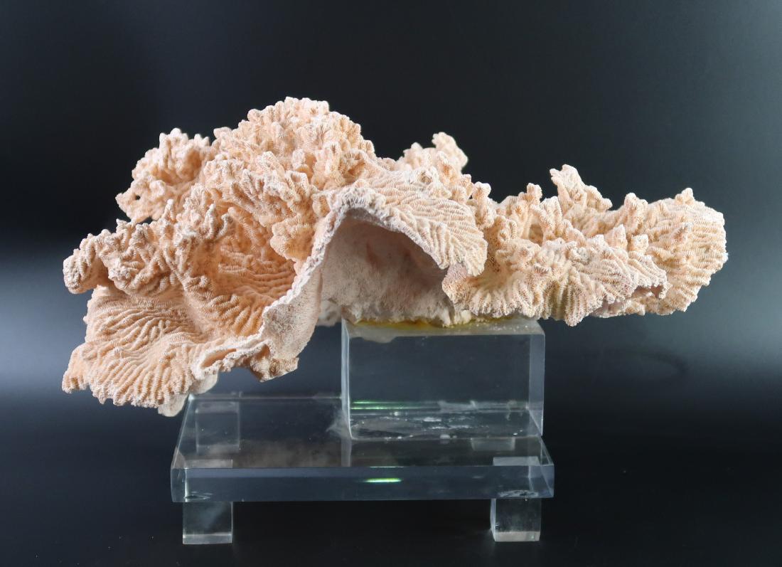 Angel Coral Large section Mounted on Thick Lucite: Harvested in the 70s, size: 14" long X 11" W