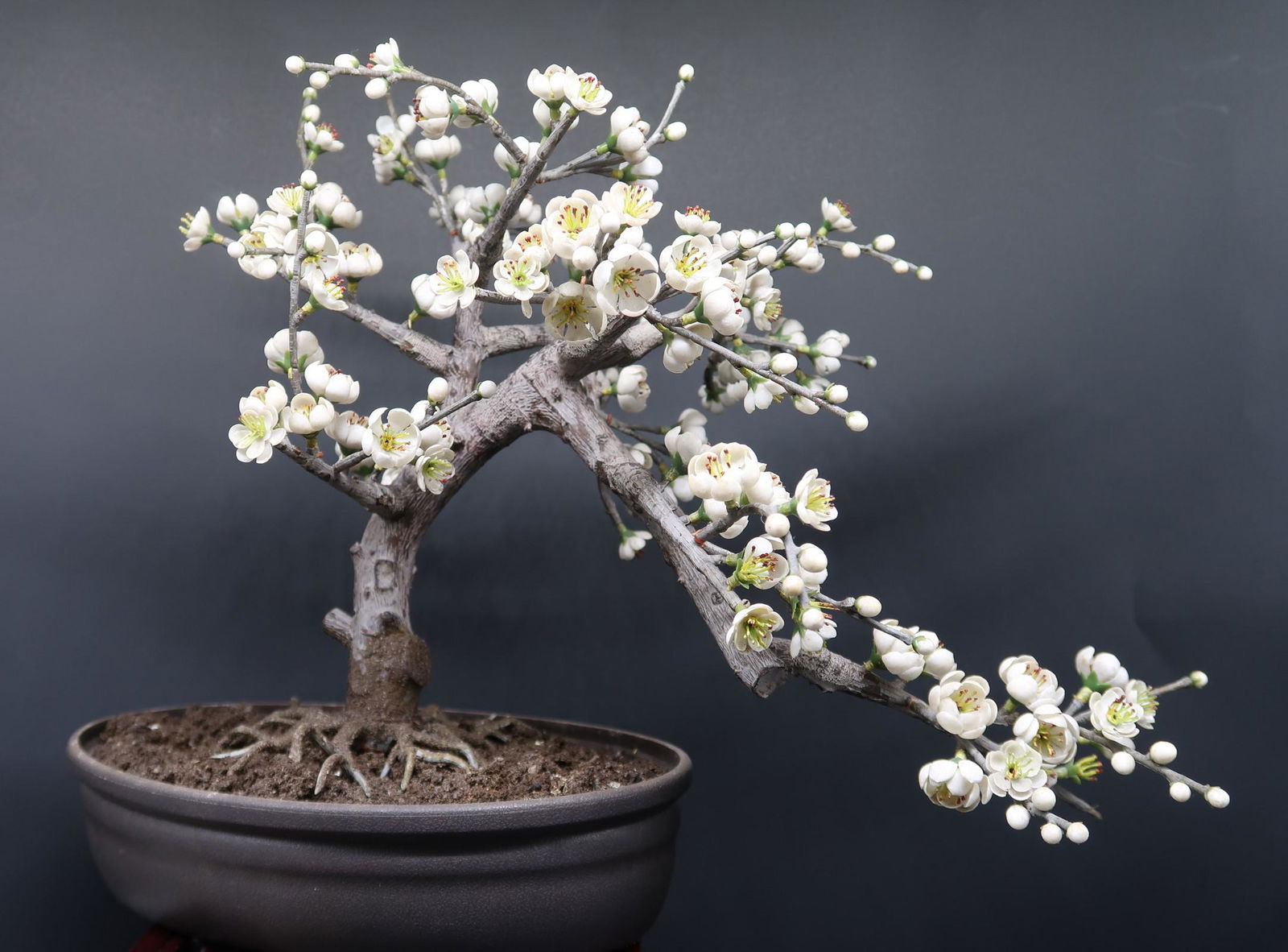 Chinese Bonsi Lotous Treeplant: Szie: 19" X 15" X 9"