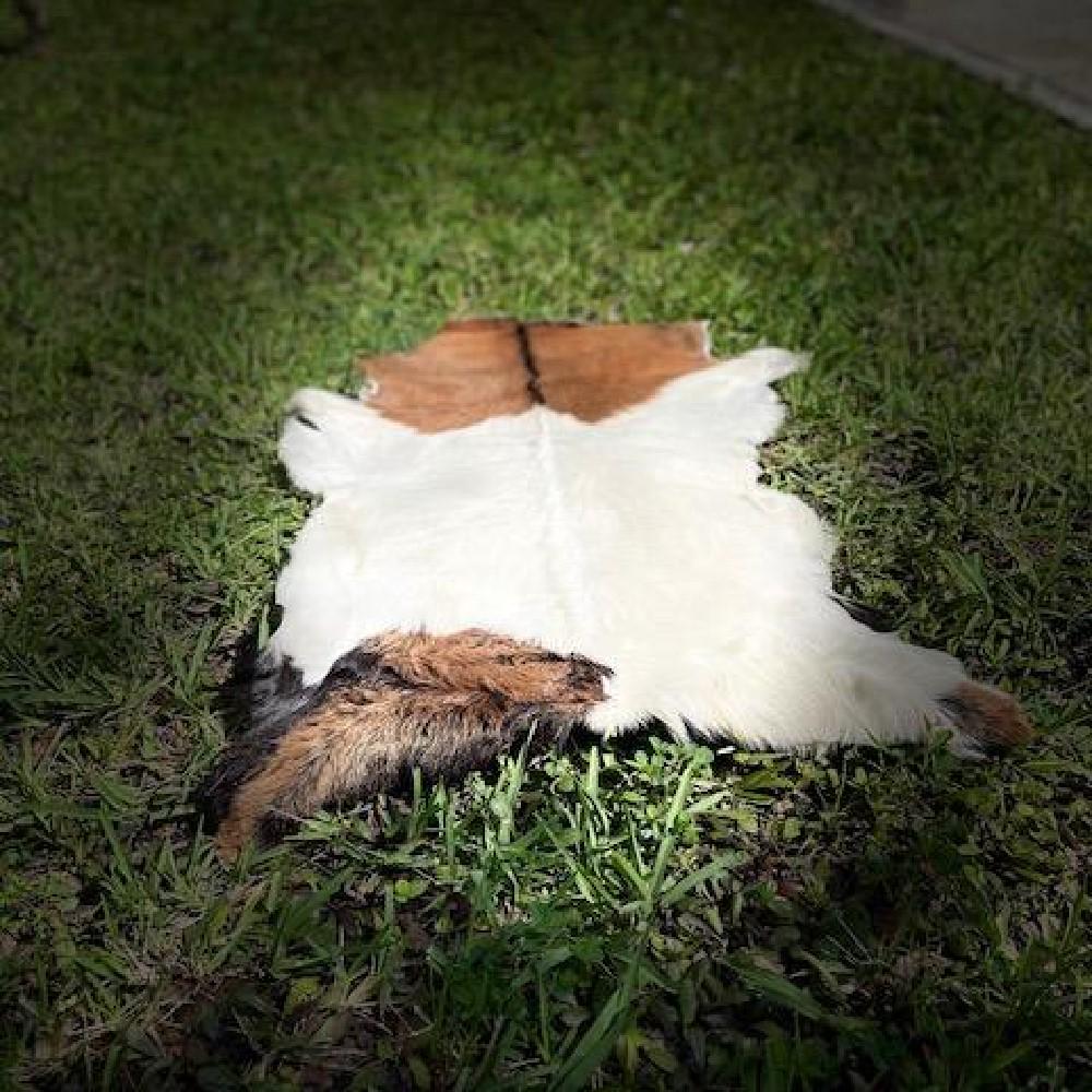 Cowhide Rug Triple Color: Cowhide Rug is an art piece that has a masculine character on it. Add elegance to any room in your home, make it a floor accent, or even as a material for your furniture's upholstery and you can be su