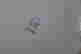 item-131315462=4