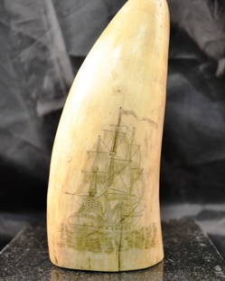 12: Scimshaw Sperm Whale Tooth: Invory Sperm Whale's tooth with a scrimshaw design. Early 1800's. Size is 6 3/8" x 2 3/4" and weighs 17.625 oz