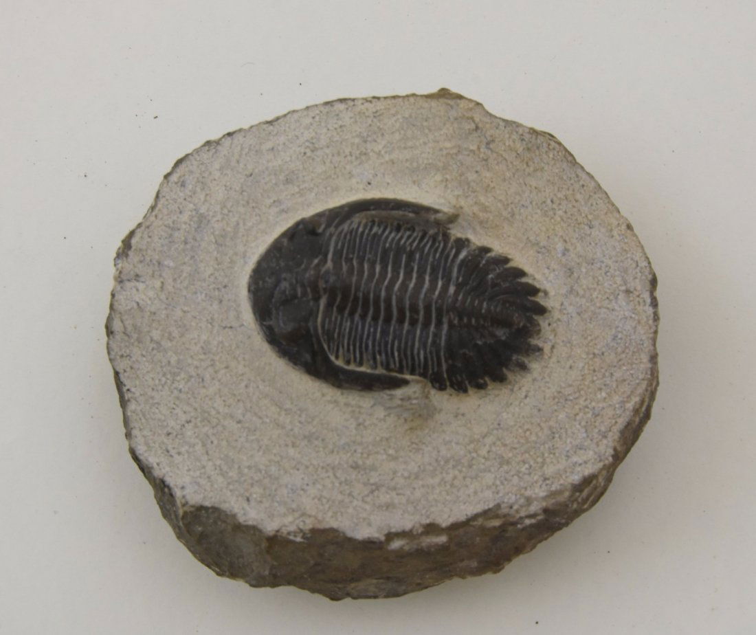 Fossilized trilobite (1 of 3)