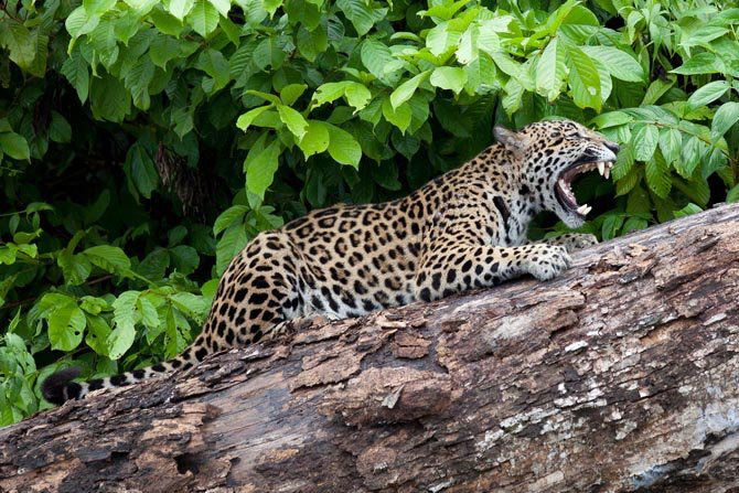 Robert Curran (American born 1961) (1 of 1)