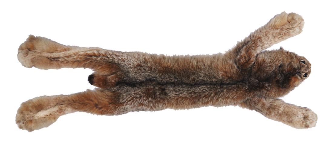 A GENUINE BOBCAT FUR TAXIDERMY RUG MOUNT (1 of 3)