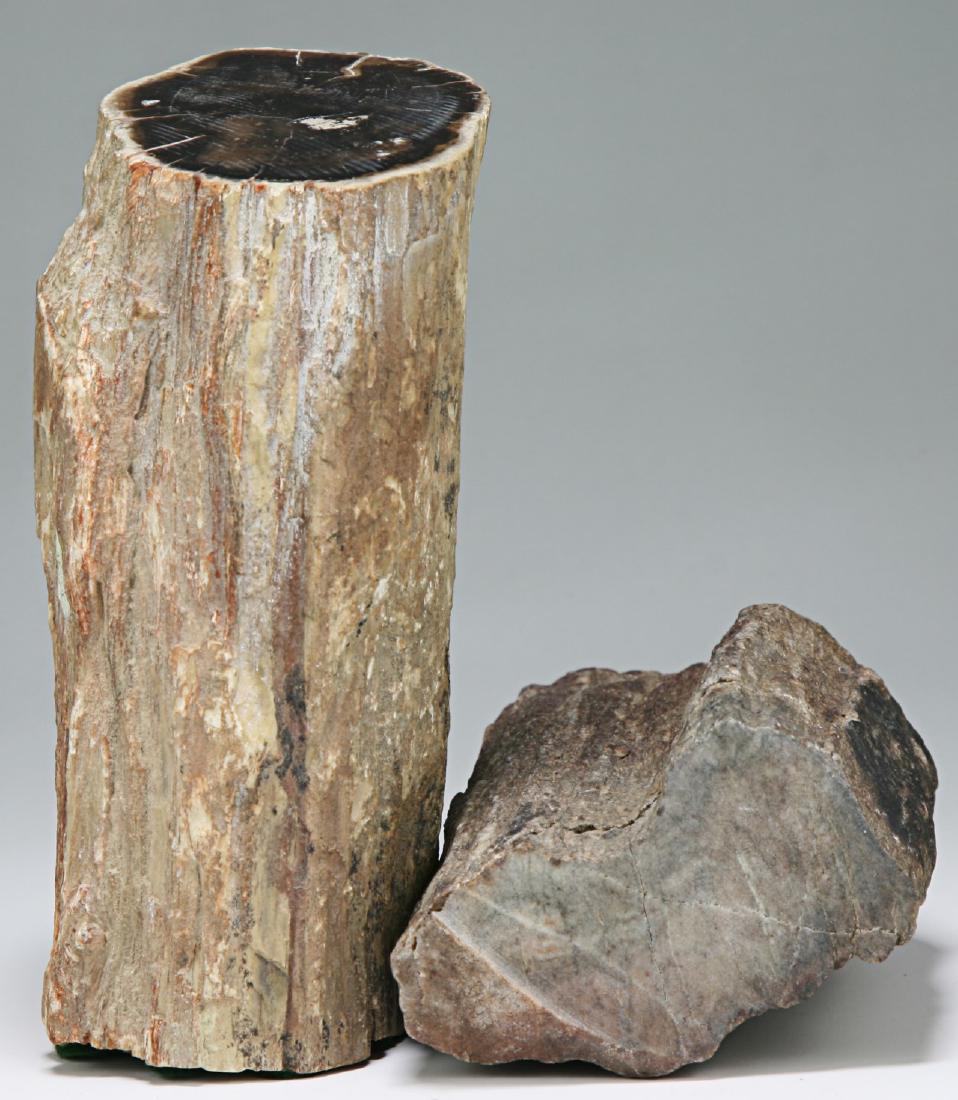 Two (2) Wood Fossils (1 of 2)