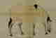 item-18988800=2