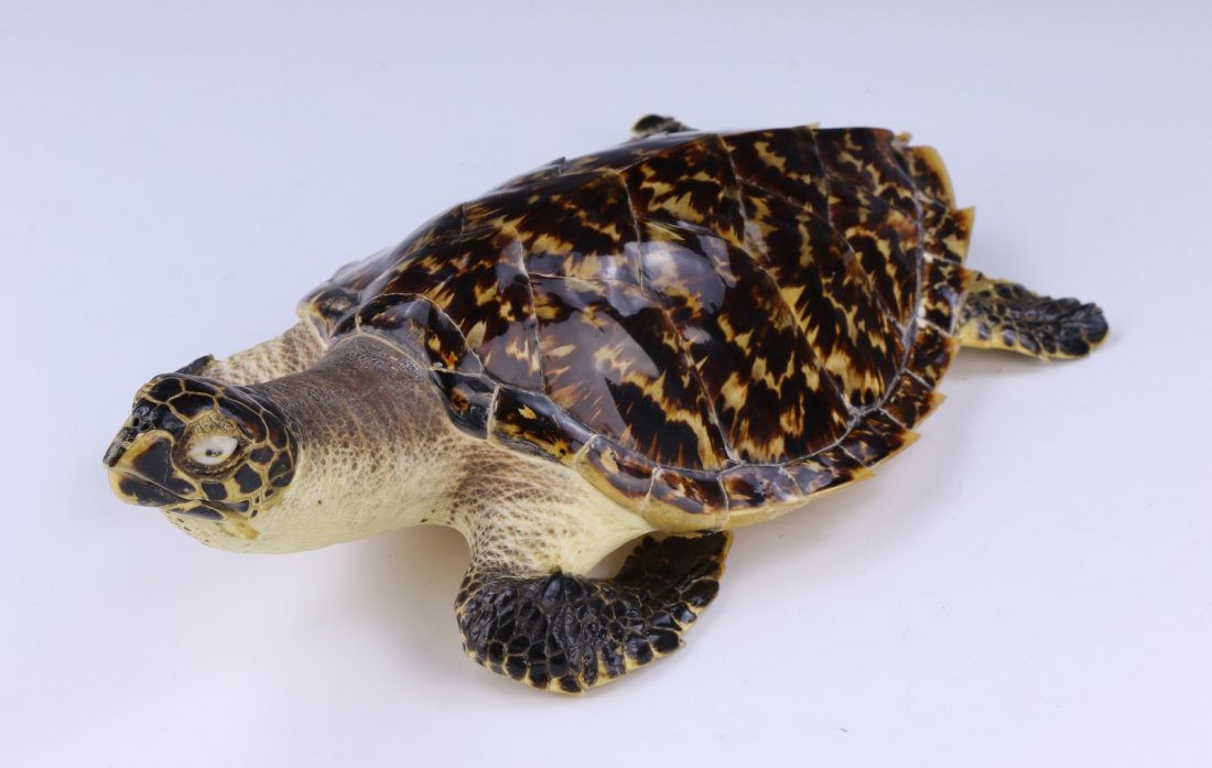 A Chinese Antique Turtle Shell (1 of 5)