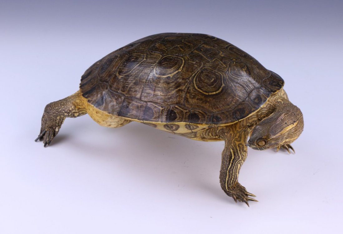 A Chinese Antique Turtle Shell (1 of 6)