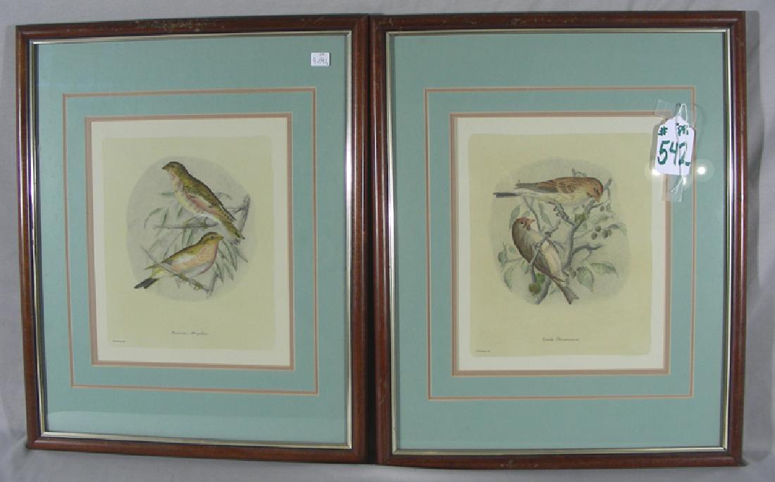PAIR FINE BIRD ETCHINGS BY J. G. KEULEMANS (1 of 3)