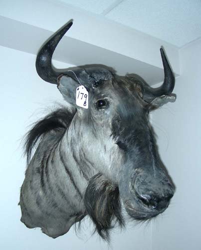 AFRICAN MOUNTS OF WILDEBEEST: AFRICAN MOUNT OF WILDEBEEST B. Blue Wildebeest.