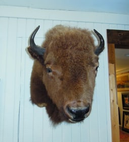 FABULOUS AMERICAN BISON BUFFALO TAXIDERMY SHOULDER MOUNT