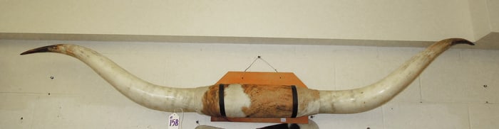 PAIR VERY LARGE LONG HORN STEER HORNS WITH A CENTER COW HIDE SECTION