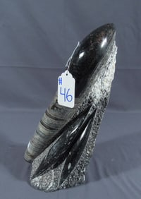 FOSSILIZED ORTHOCERAS CEPHALOPODS