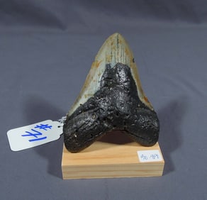 MEGALODON SHARK TOOTH FOSSIL