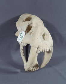 HEAVY COMPOSITION SABER TOOTH TIGER SKULL