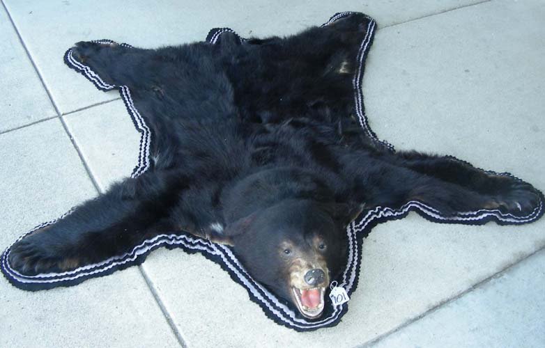BEAR SKIN RUG: Bear with open mouth. 72" long, 66" wide