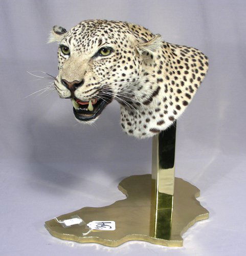 FANTASTIC CHEETAH HEAD MOUNT ON HEAVY BRASS BASE (1 of 1)