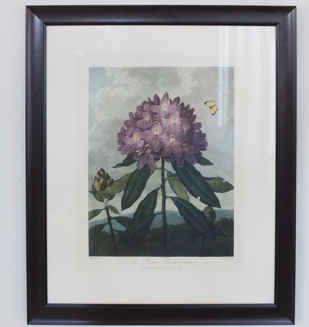Robert Thornton "The Pontic Rhododendron" (1 of 4)
