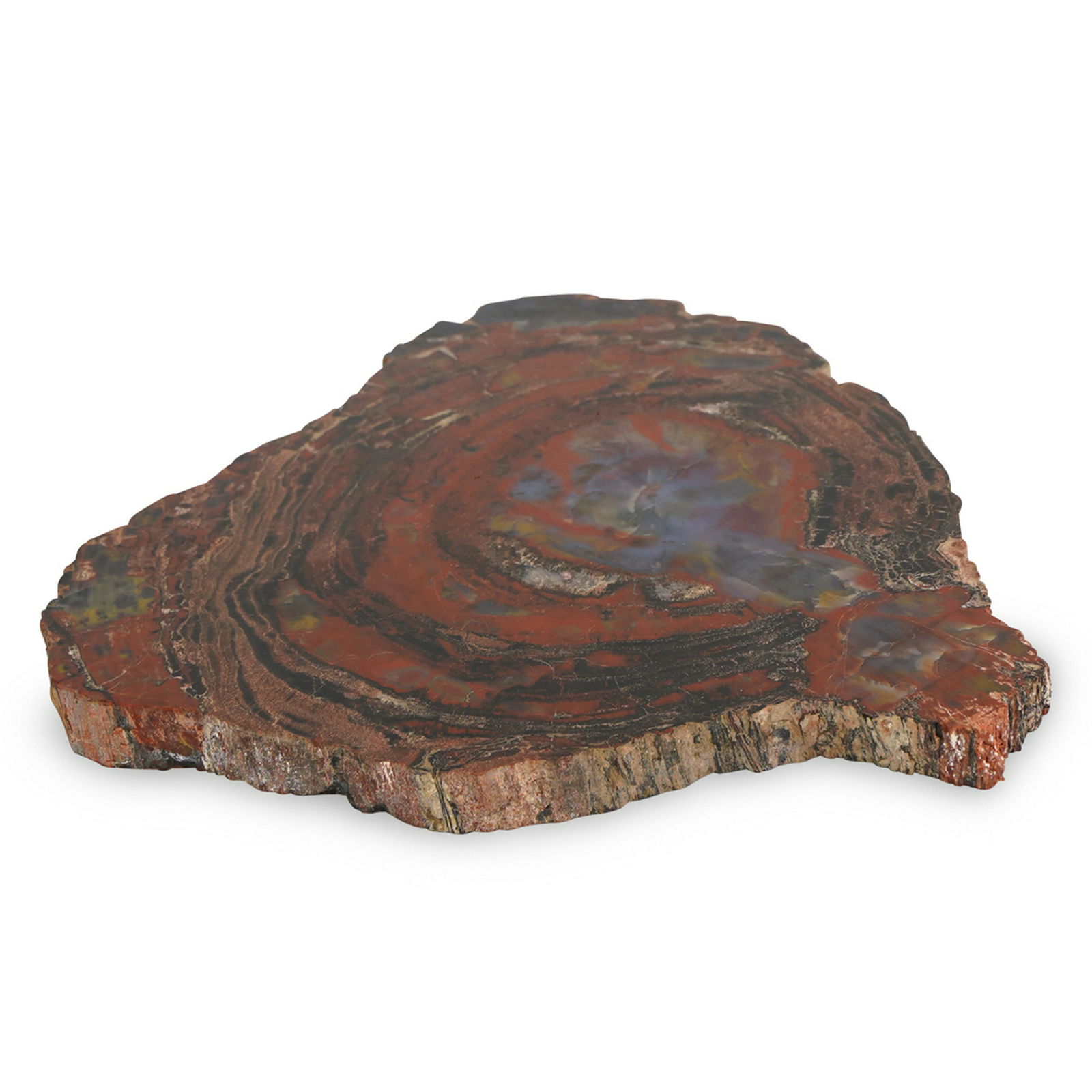Polished Petrified Wood Specimen (1 of 4)