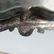(2 Pc) Silver Plated Serving Trays - 6