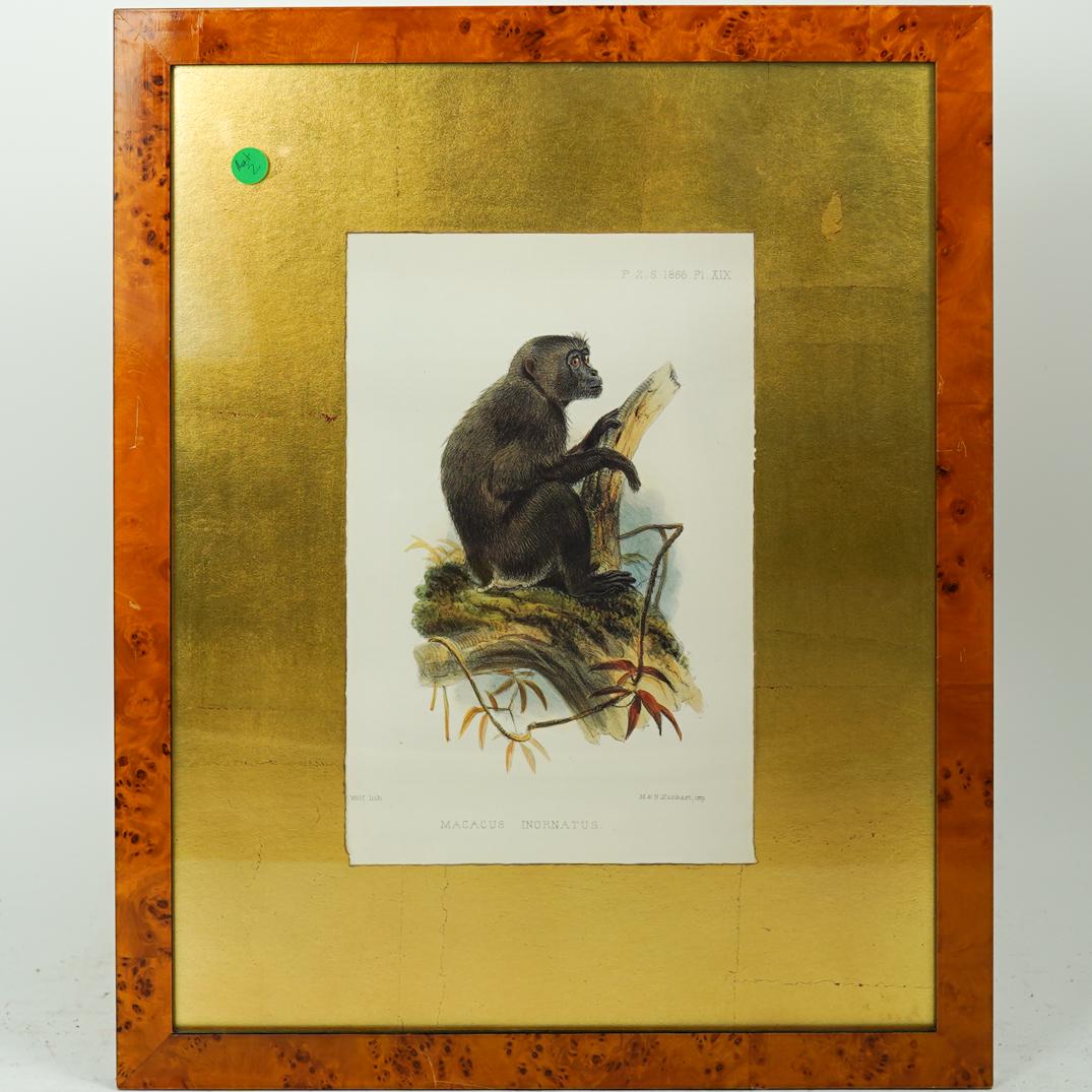 After J. Smit and J. Wolf Monkey Print (1 of 3)