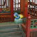 Antique Chinese Bird Cage - 4