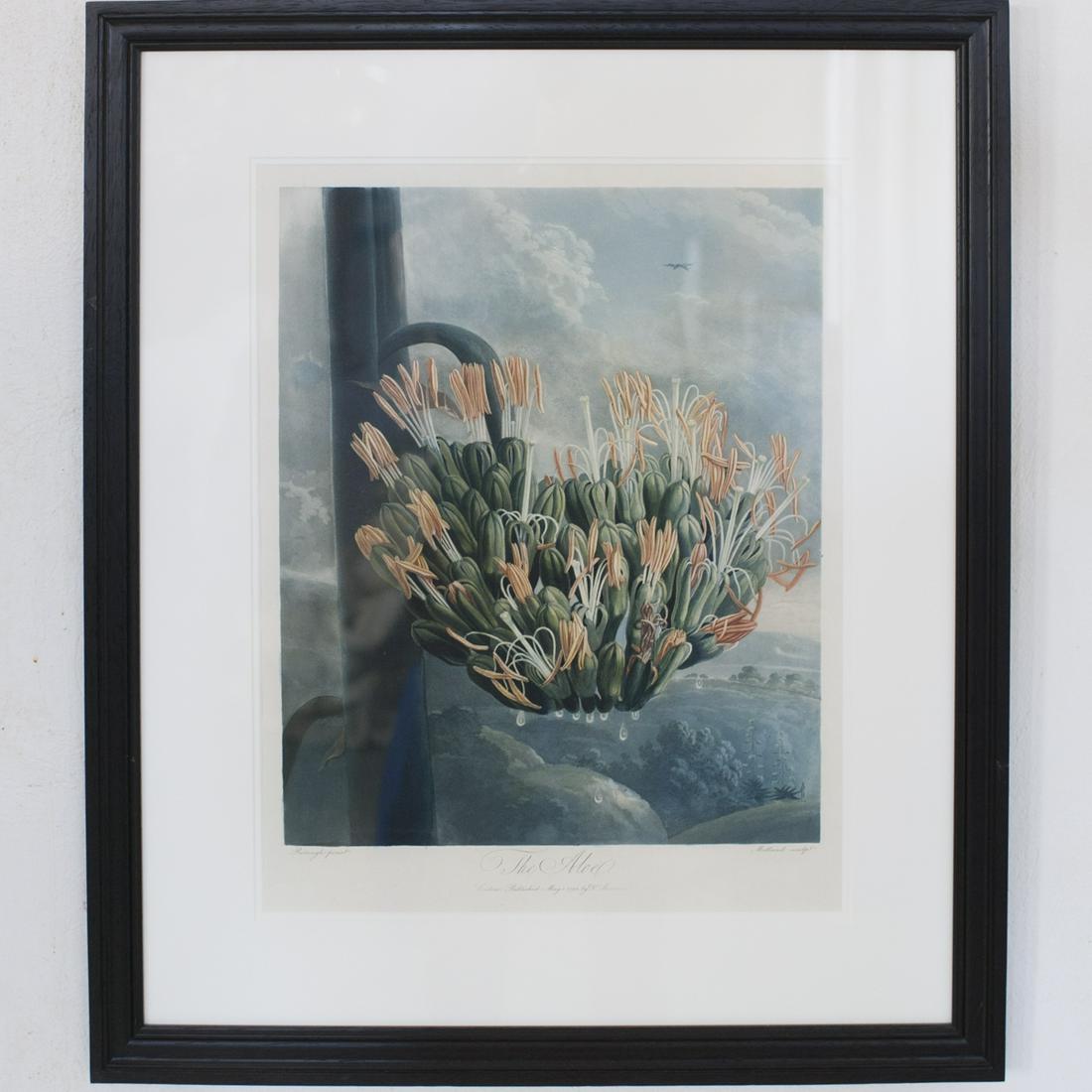 Robert Thornton "The Aloe" Color Lithograph (1 of 3)
