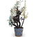 Palaze Sized Chinese Jade and Semi Precious Stone Tree - 19