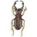 18k Gold, Diamond and Ruby Beetle Brooch