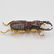 18k Gold, Diamond and Ruby Beetle Brooch - 2