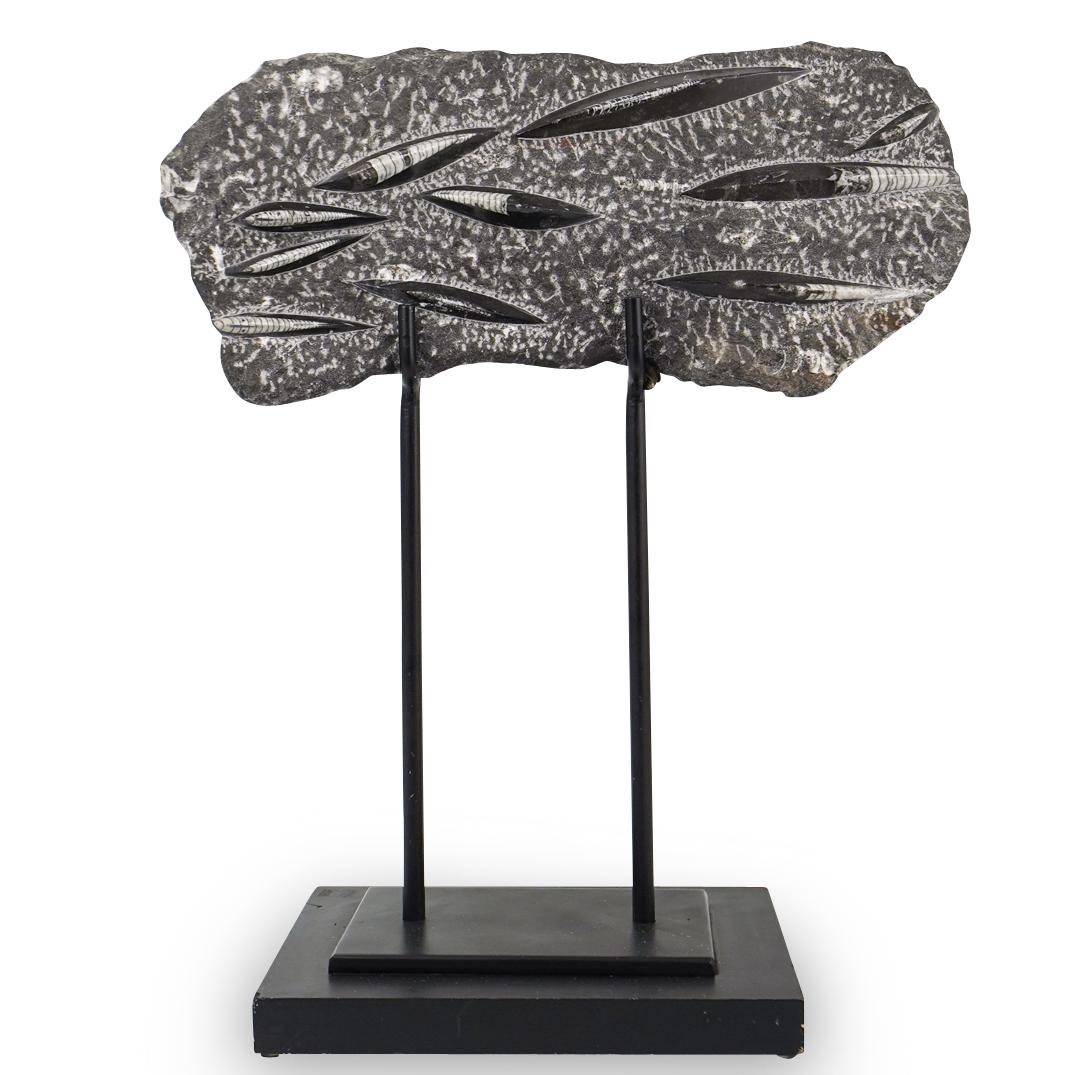 Fossilized Orthoceras Specimen (1 of 4)