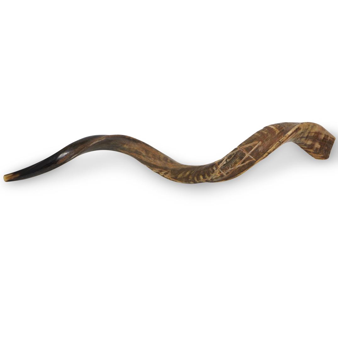 (2 Pc) Israeli Ram's Horn Shofars (1 of 9)