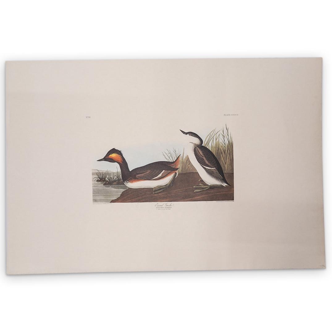 John James Audubon (American, 1785-1851) "Eared Grebe" (1 of 8)