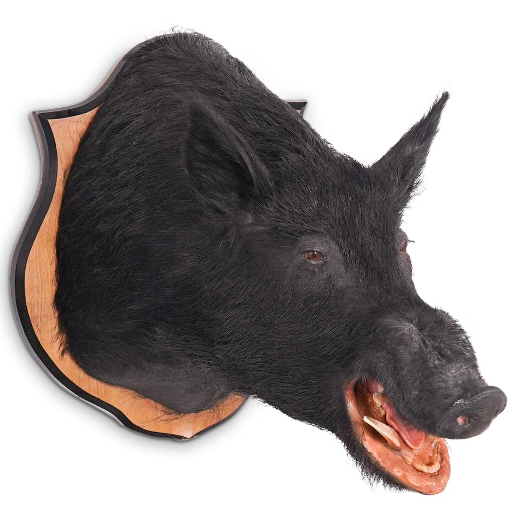 Wild Boar Taxidermy (1 of 6)