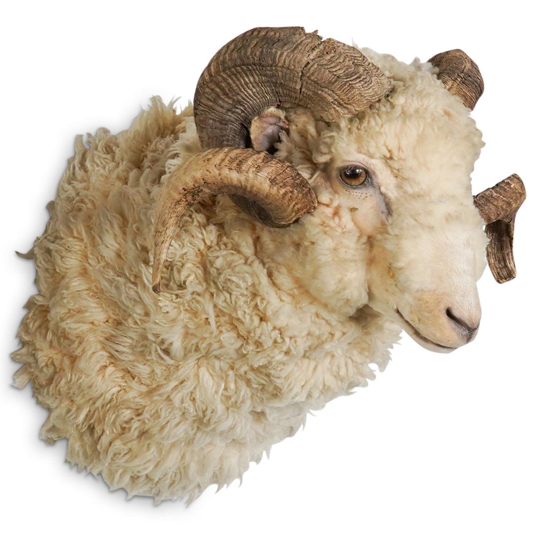 Ram Taxidermy - Shoulder Mount (1 of 5)