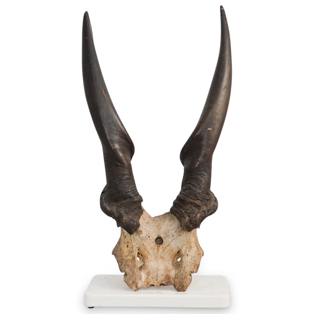 Decorative Mounted Animal Horns (1 of 5)