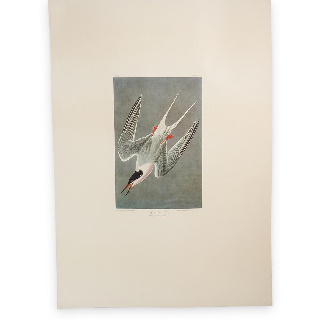 John James Audubon (American, 1785-1851) Amsterdam (1 of 7)