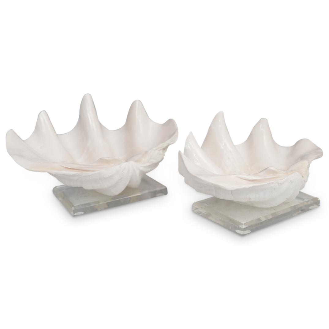 Pair of Clam Shells (1 of 10)
