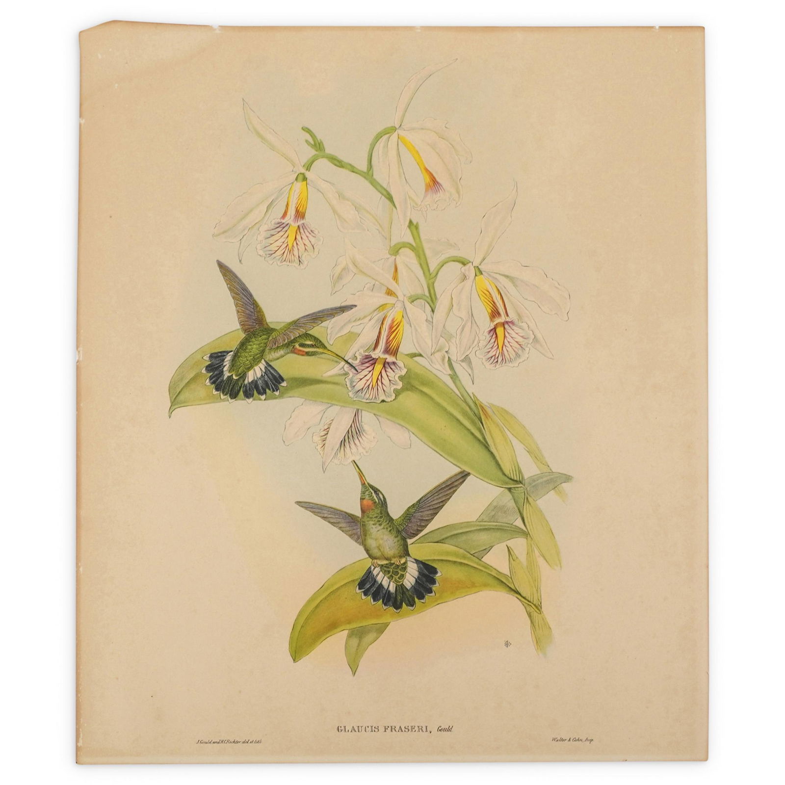 J. Gould & H.C. Richter Bird Lithograph (1 of 8)
