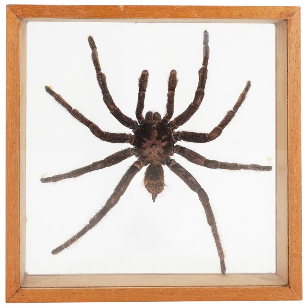 Tarantula Spider Taxidermy Shadow Box (1 of 4)