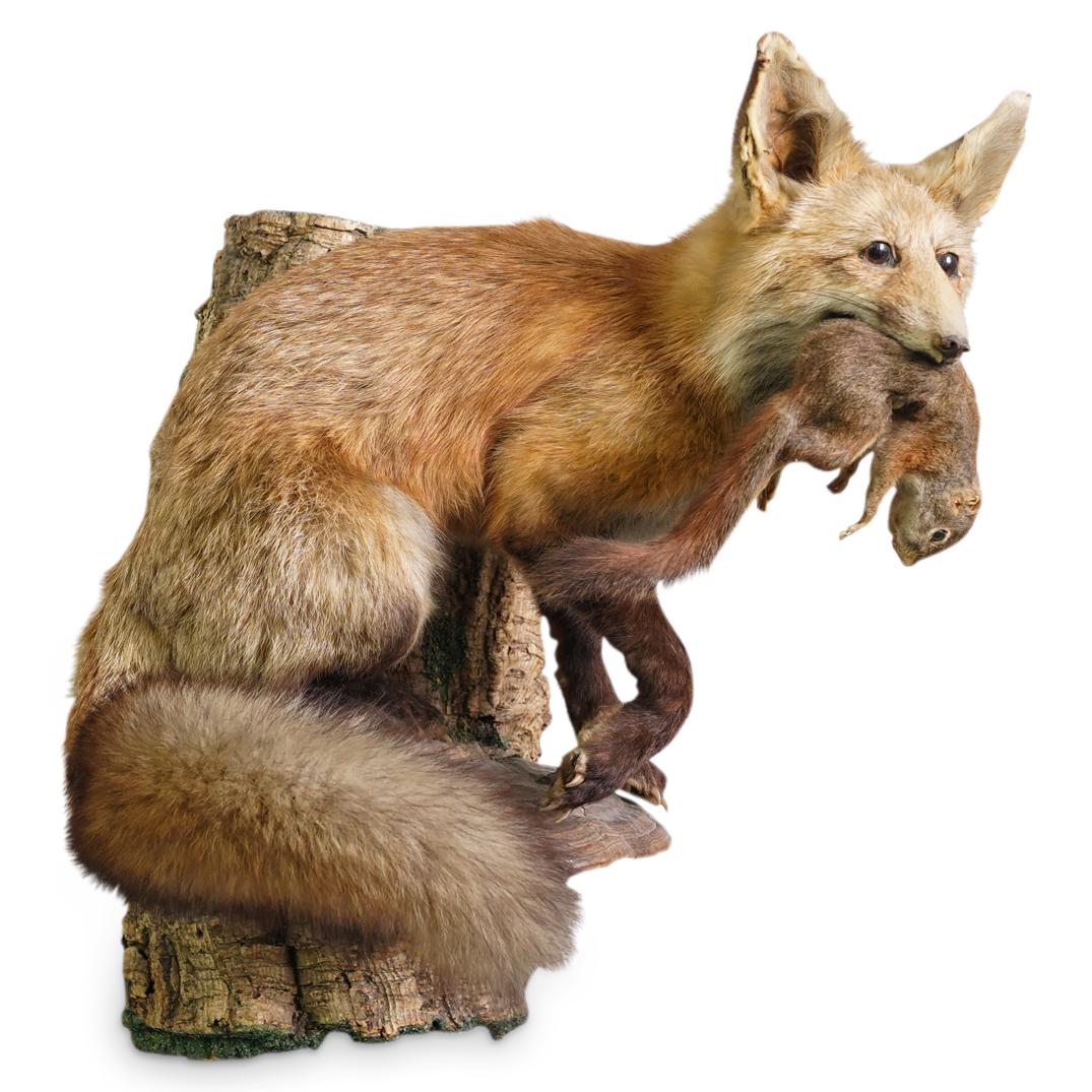 Fox And Squirrel Taxidermy (1 of 6)