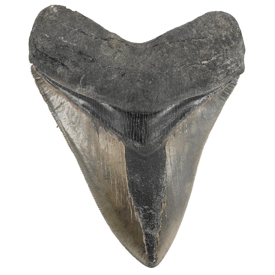Fossiled Megalodon Shark Tooth: DESCRIPTION: Fossilized Megalodon shark tooth example. DIMENSIONS: L: 4.5" W: 3.5". Have a similar item to sell? Contact: Info@Akibaantiques.com. CONDITION: Great Condition. See lot description for de