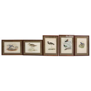 (5Pc) Antique Ornithology Lithographs: DESCRIPTION: (5Pc) Antique ornithology color lithographs, mounted in brown toned wood frames with olive green matting. Includes: (1) Elizabeth Gould. Vanellus Goensis. "Drawn from nature & on stone E.