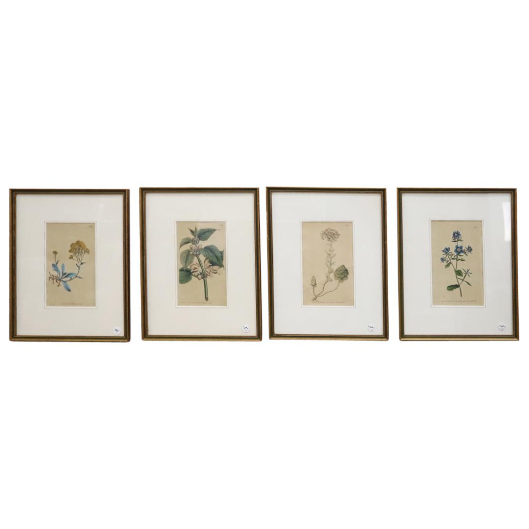 (4Pc) Antique William Curtis Botanical Engravings (1 of 5)