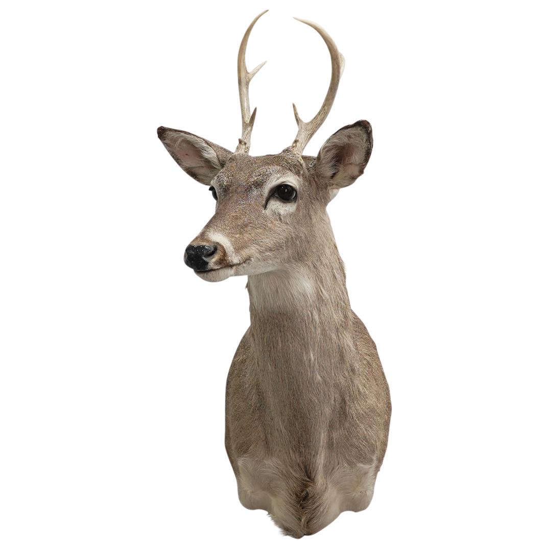 Deer Shoulder Mount Taxidermy (1 of 7)