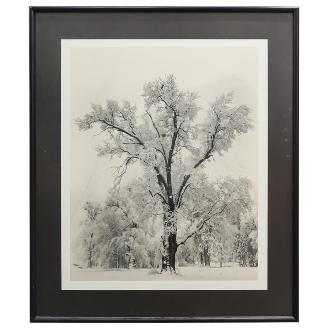 Ansel Adams "Oak Tree Snowstorm" Authorized Edition Print: DESCRIPTION: Authorized Edition print by Little Brown and Company of Ansel Adams photograph "Oak Tree, Snowstorm, Yosemite National Park, California, 1948". Info card attached verso embossed "Authoriz