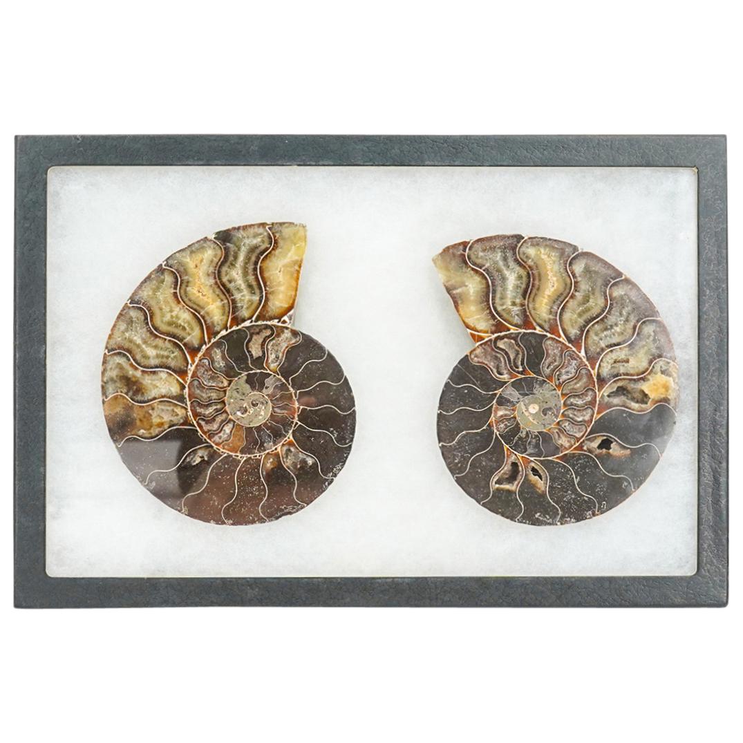 Sliced & Polished Ammonite Fossil (1 of 2)