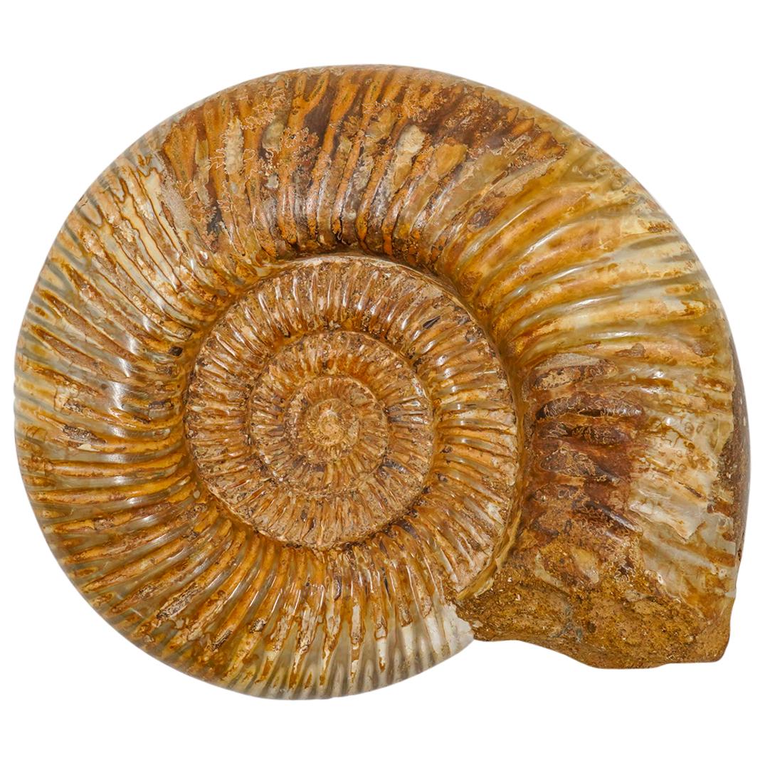Polished Ammonite Fossil (1 of 2)