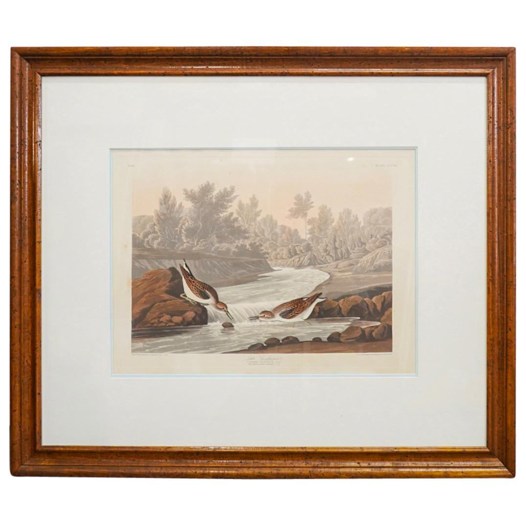 John James Audubon "Little Sandpiper" Engraving In Color (1 of 7)