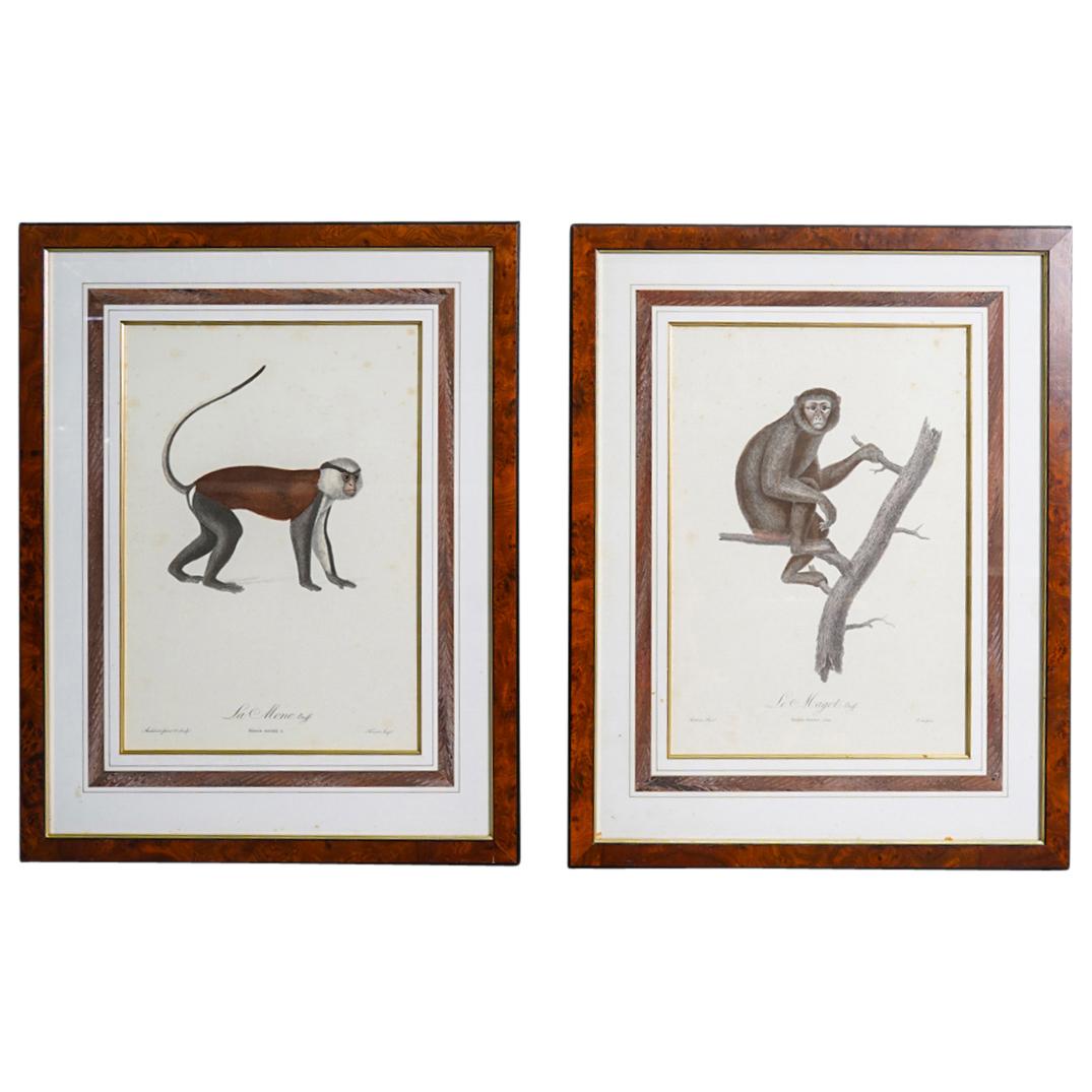 (2Pc) Antique After Jean Audebert "Natural History of the Monkeys" Etching (1 of 10)